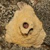 Eumenes coronatus